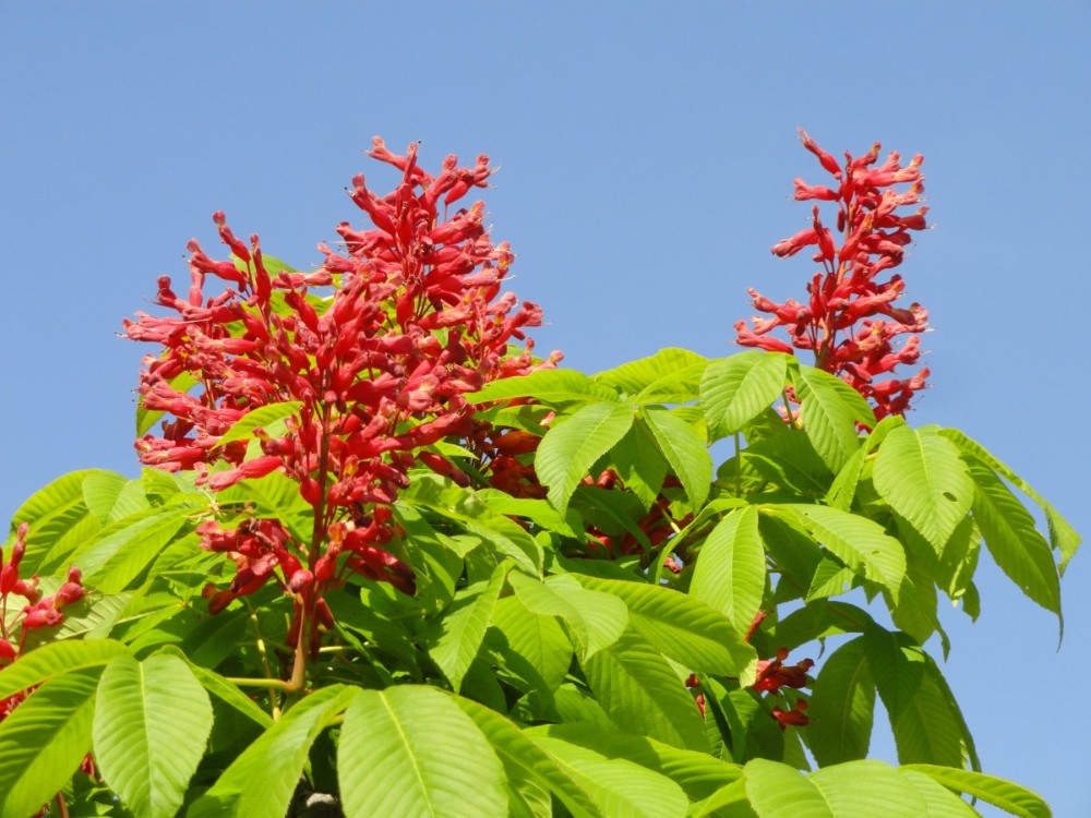 red_buckeye4